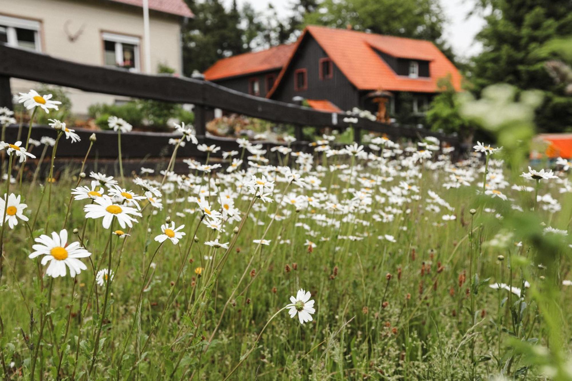 בראונלאגה Terrassenhaus Im Harz, Pool, Sauna, Wlan מראה חיצוני תמונה